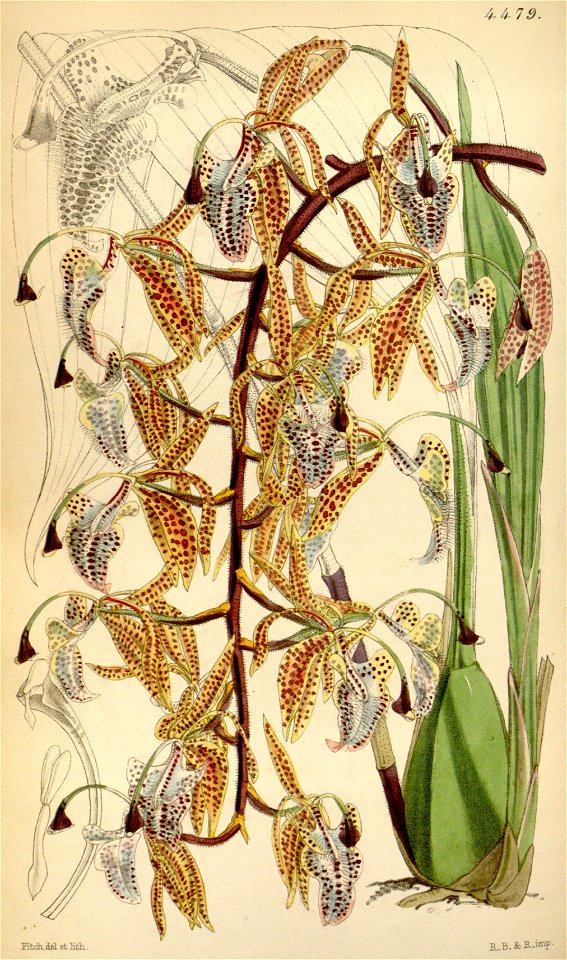 Polycycnis barbata (as Cycnoches barbatum, spelled Cychnoches barbatum) - Curtis' 75 (Ser. 3 no. 5) pl. 4455 (1849)
