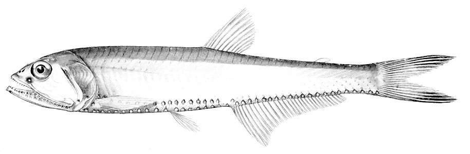 Polymetme illustris