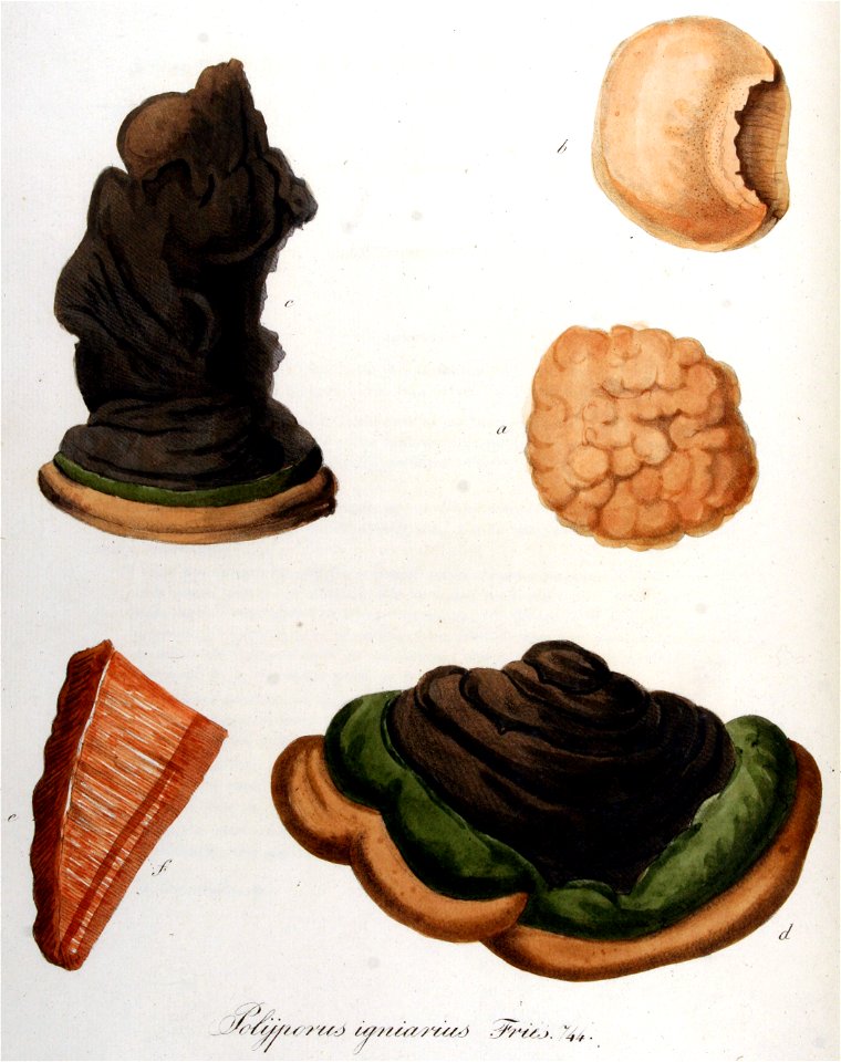Polyporus igniarius — Flora Batava — Volume v10