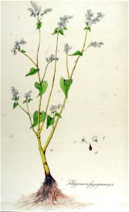 Polygonum fagopyrum — Flora Batava — Volume v12