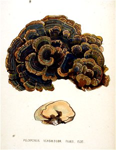 Polyporus versicolor — Flora Batava — Volume v20