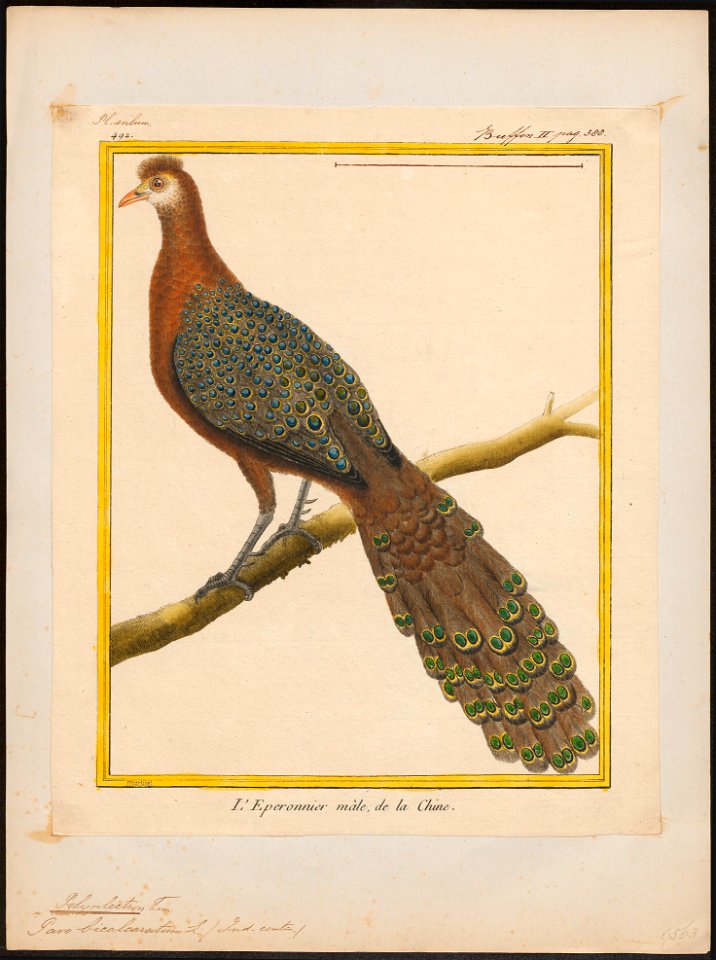 Polyplectron bicalcaratum - 1700-1880 - Print - Iconographia Zoologica - Special Collections University of Amsterdam - UBA01 IZ16900177
