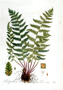 Polypodium filix-mas — Flora Batava — Volume v2