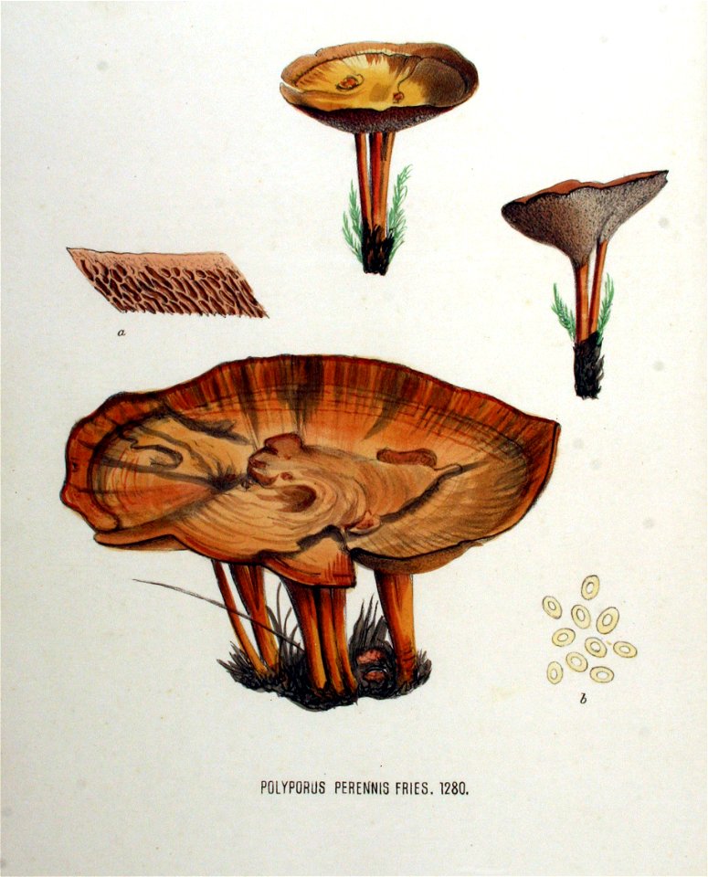 Polyporus perennis — Flora Batava — Volume v16