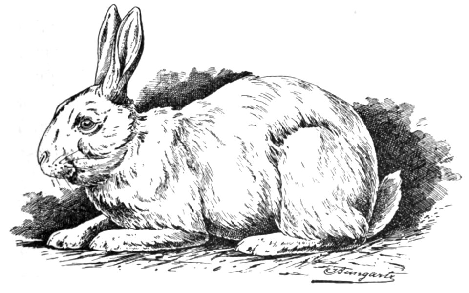 Polnisches Kaninchen (Jean Bungartz, Kaninchenrassen, 1902, p075)
