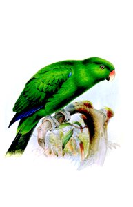 PolychlorusWestermanniWolf