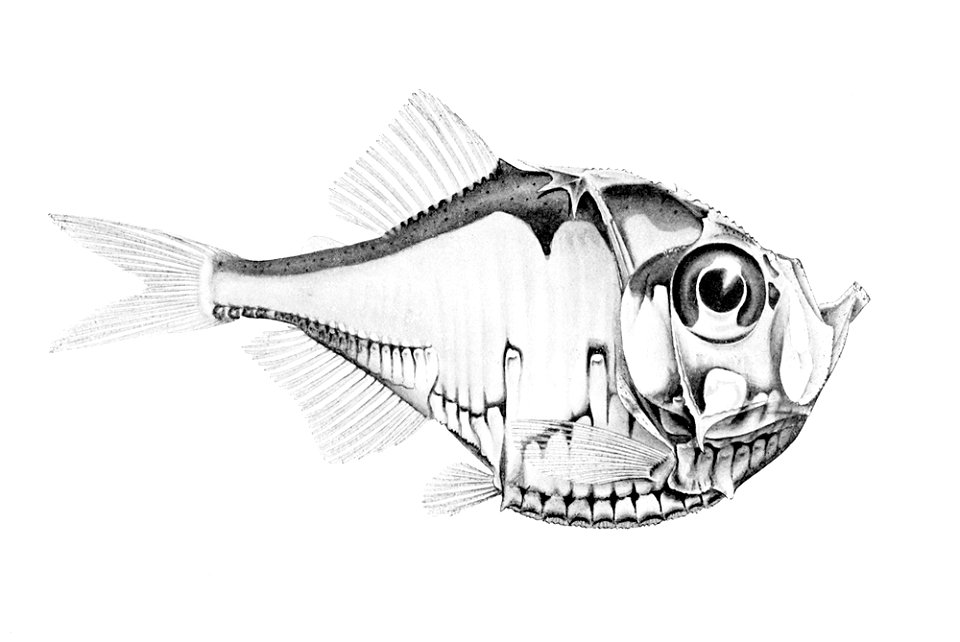 Polyipnus tridentifer