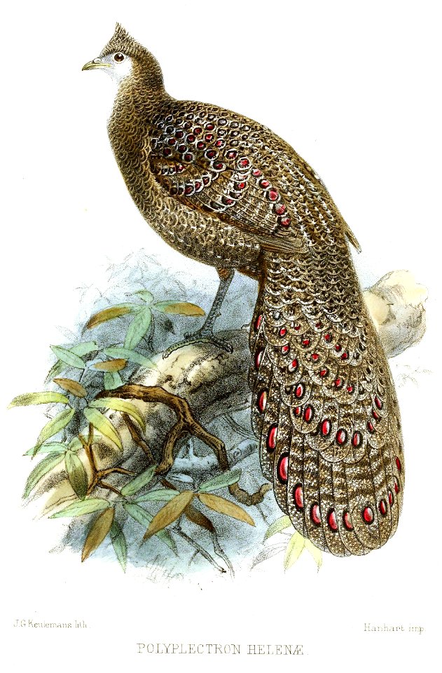 PolyplectronHelenaeKeulemans