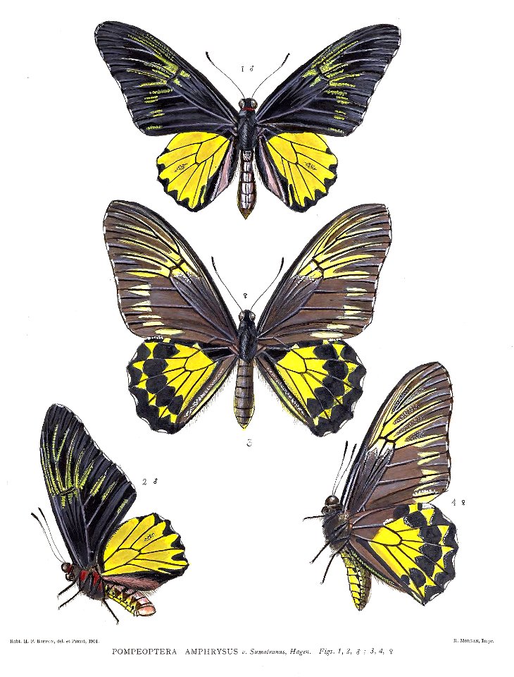 PompeopteraAmphrysus2Rippon
