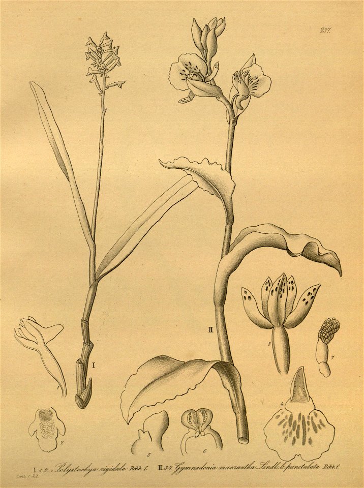 Polystachya modesta (as Polystachya rigidula) - Brachycorythis macrantha (as Gymnadenia macrantha) - Xenia 3 pl 237. Free illustration for personal and commercial use.