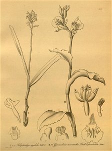 Polystachya modesta (as Polystachya rigidula) - Brachycorythis macrantha (as Gymnadenia macrantha) - Xenia 3 pl 237