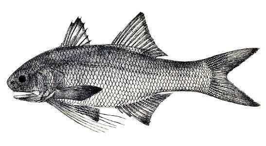 Polyneus heptadactylus Ford 42