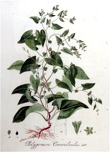 Polygonum convolvulus — Flora Batava — Volume v8. Free illustration for personal and commercial use.
