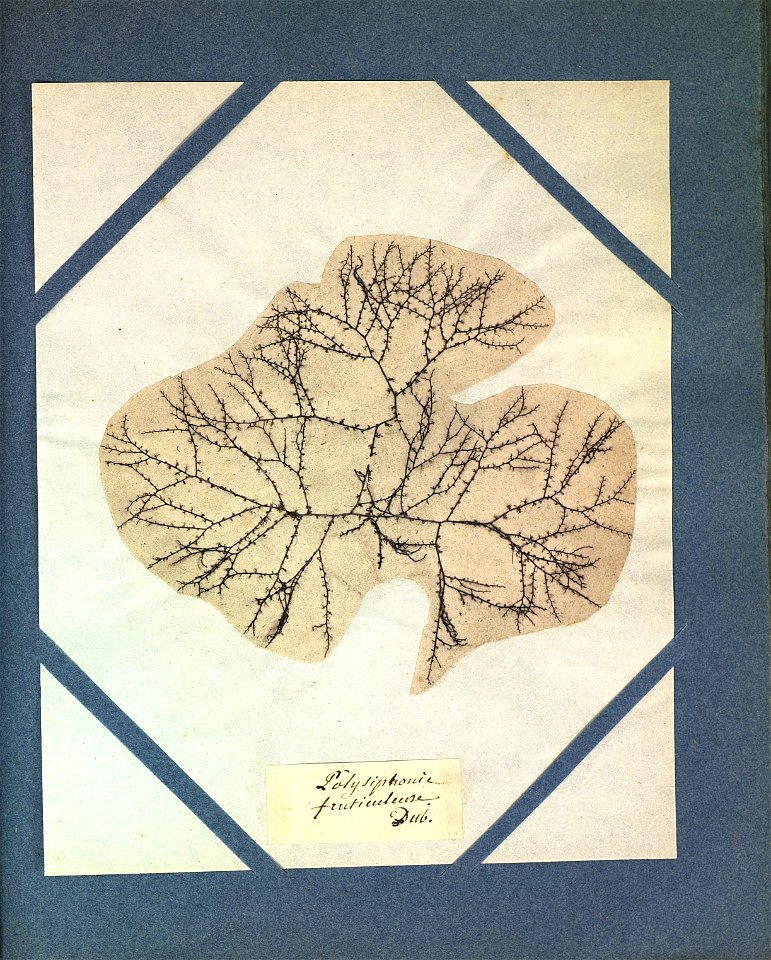 Polysiphonia fruticulosa