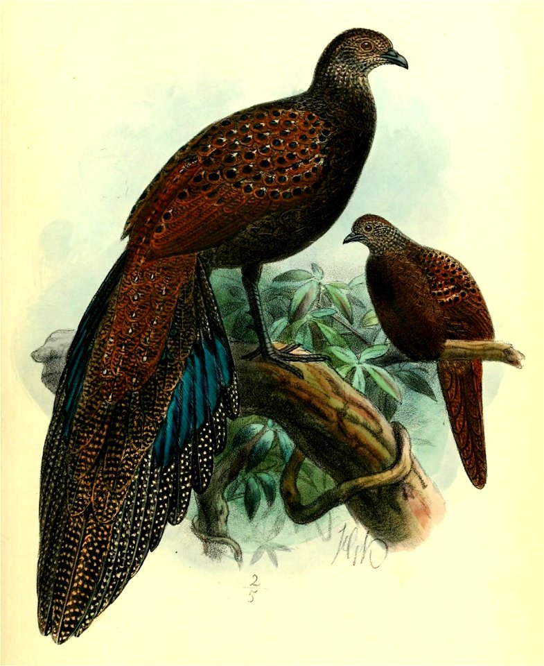 Polyplectron inopinatum 1903