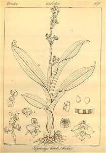 Polystachya concreta (as Polystachya luteola)-Icones plantarum Indiae Orientalis tab.1678 (1852)