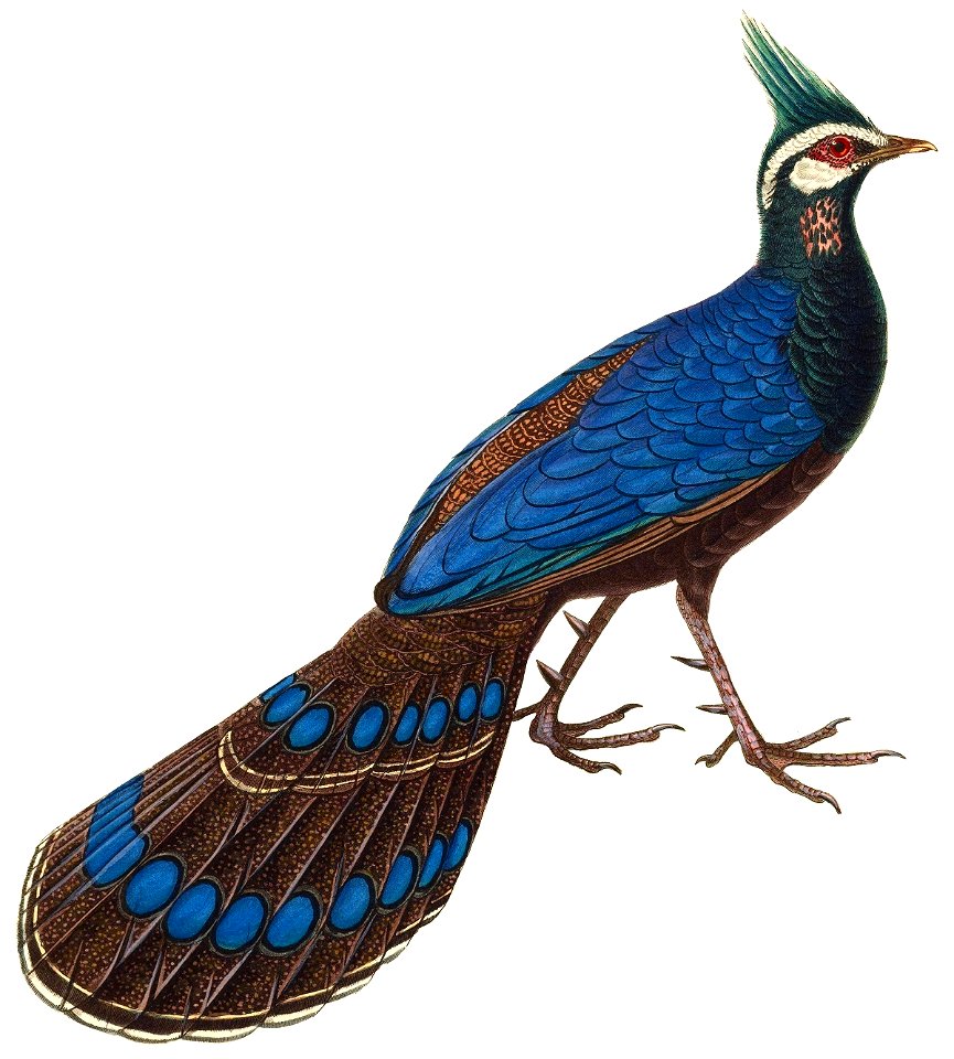 Polyplectron napoleonis 1838 white background