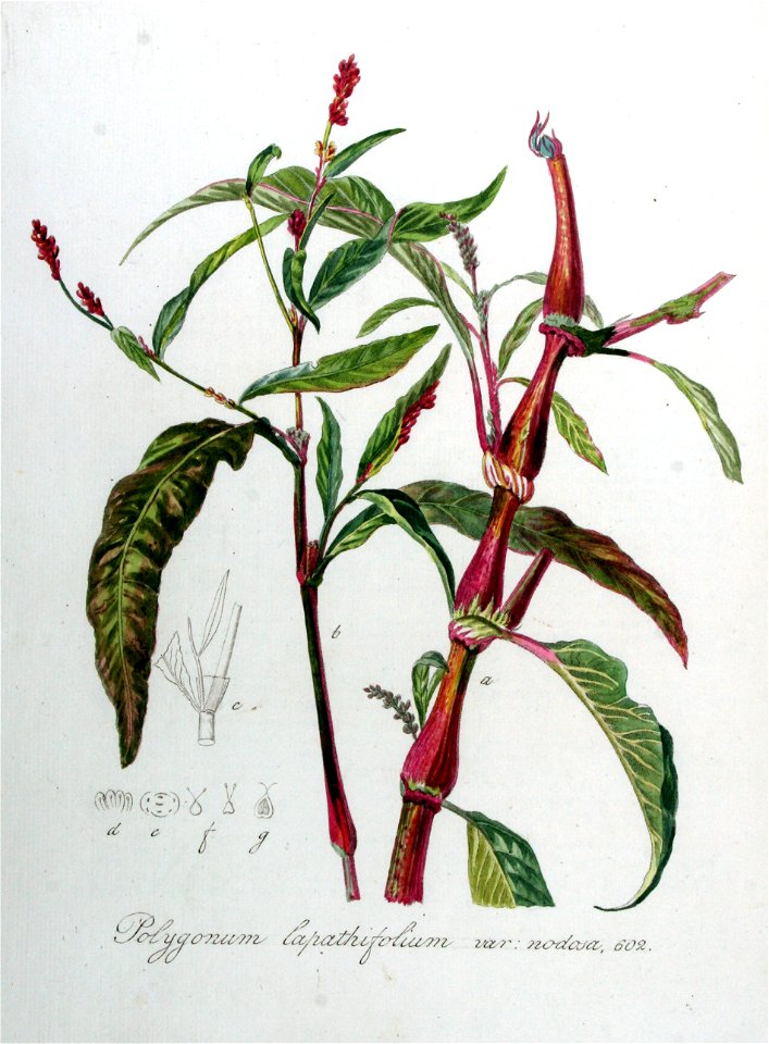 Polygonum lapathifolium var. nodosa — Flora Batava — Volume v8