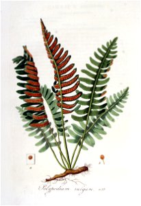 Polypodium vulgare — Flora Batava — Volume v6
