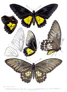 PompeopteraHelenaRippon
