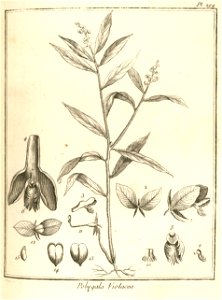Polygala violacea Aublet 1775 pl 294