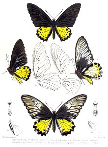 PompeopteraPompeusRippon