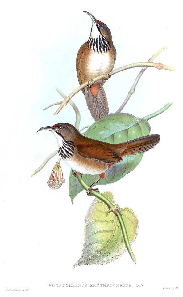 PomatorhinusErythrocnemisGould