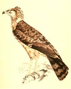 Polyboroides typus young 1838