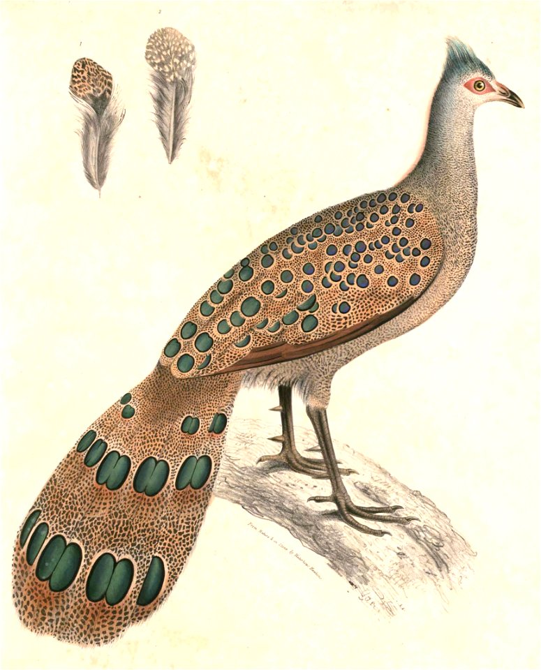 Polyplectron malacense 1 Hardwicke