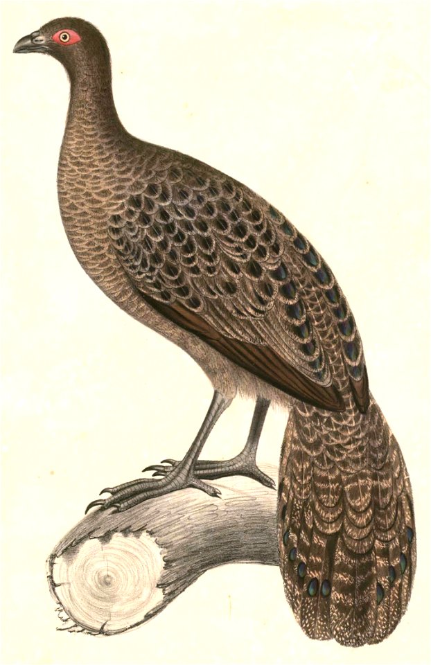 Polyplectron malacense 2 Hardwicke