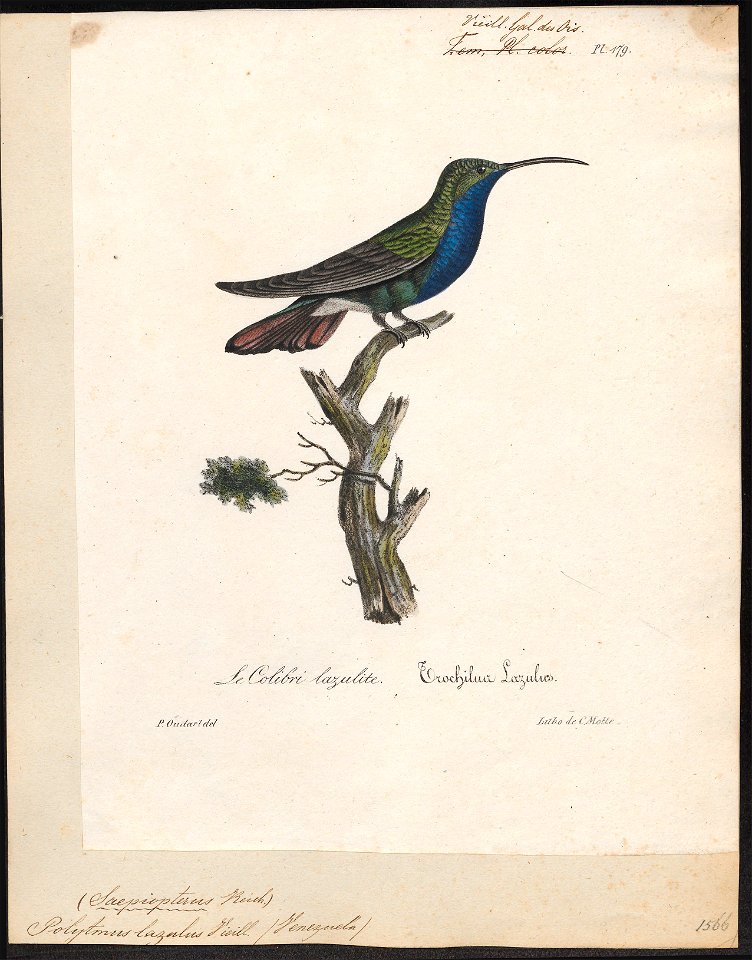Polytmus lazulus - 1825-1834 - Print - Iconographia Zoologica - Special Collections University of Amsterdam - UBA01 IZ19100027