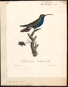 Polytmus lazulus - 1825-1834 - Print - Iconographia Zoologica - Special Collections University of Amsterdam - UBA01 IZ19100027