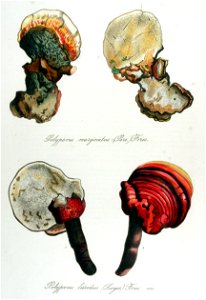 Polyporus lucidus — Flora Batava — Volume v14