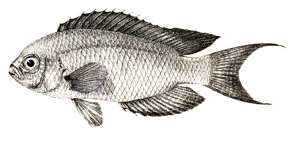 Pomacentrus jerdoni Ford 80