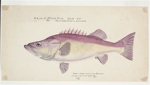 Polyprion oxygeneios by Frank Edward Clarke
