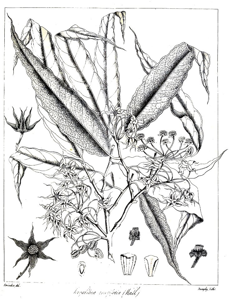 Polyalthia longifolia Govindoo