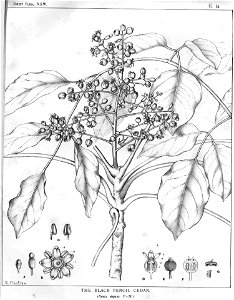 Polyscias elegans00