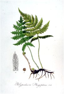 Polypodium phegopteris — Flora Batava — Volume v7