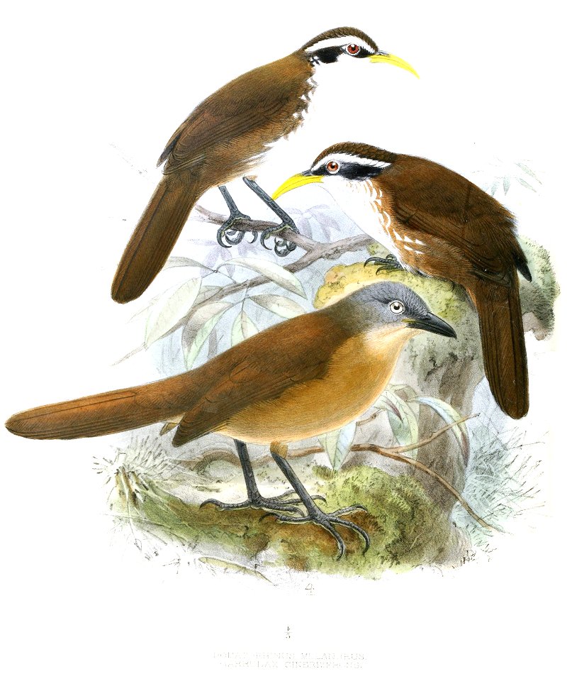 PomatorhinusMelanurusLegge