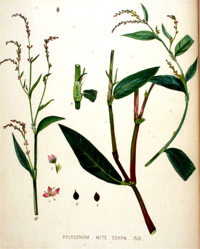 Polygonum mite — Flora Batava — Volume v20