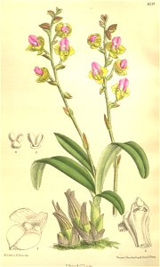 Polystachya lawrenceana - Curtis' 134 (Ser. 4 no. 4) pl. 8211 (1908)