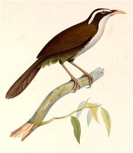 Pomatorhinus horsfieldii 1849