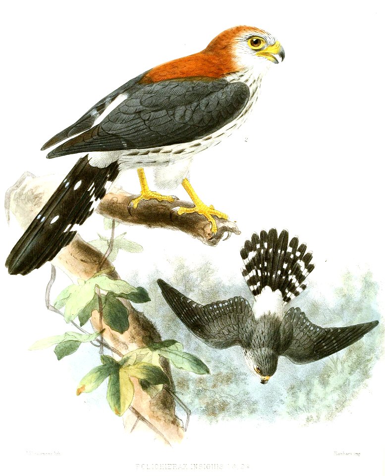 PoliohieraxInsignisKeulemans