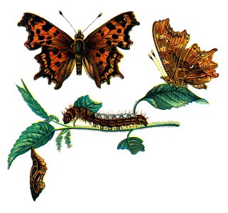Polygonia c-album Nemos