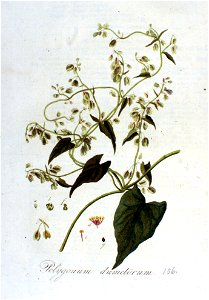 Polygonum dumetorum — Flora Batava — Volume v2