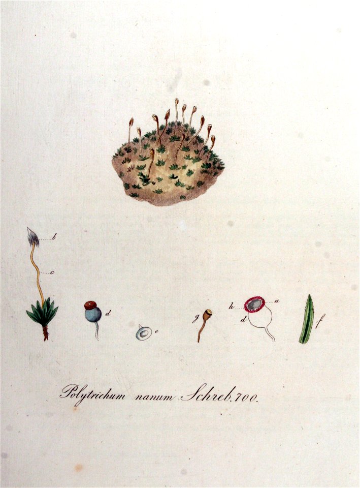 Polytrichum nanum — Flora Batava — Volume v9