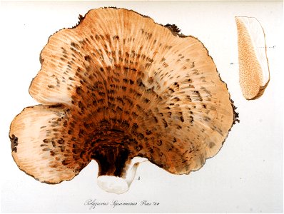 Polyporus squamosus — Flora Batava — Volume v10. Free illustration for personal and commercial use.