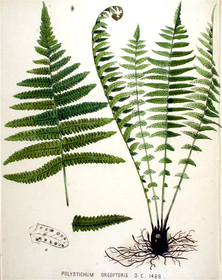 Polystichum oreopteris — Flora Batava — Volume v19