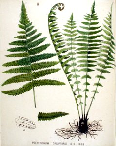 Polystichum oreopteris — Flora Batava — Volume v19