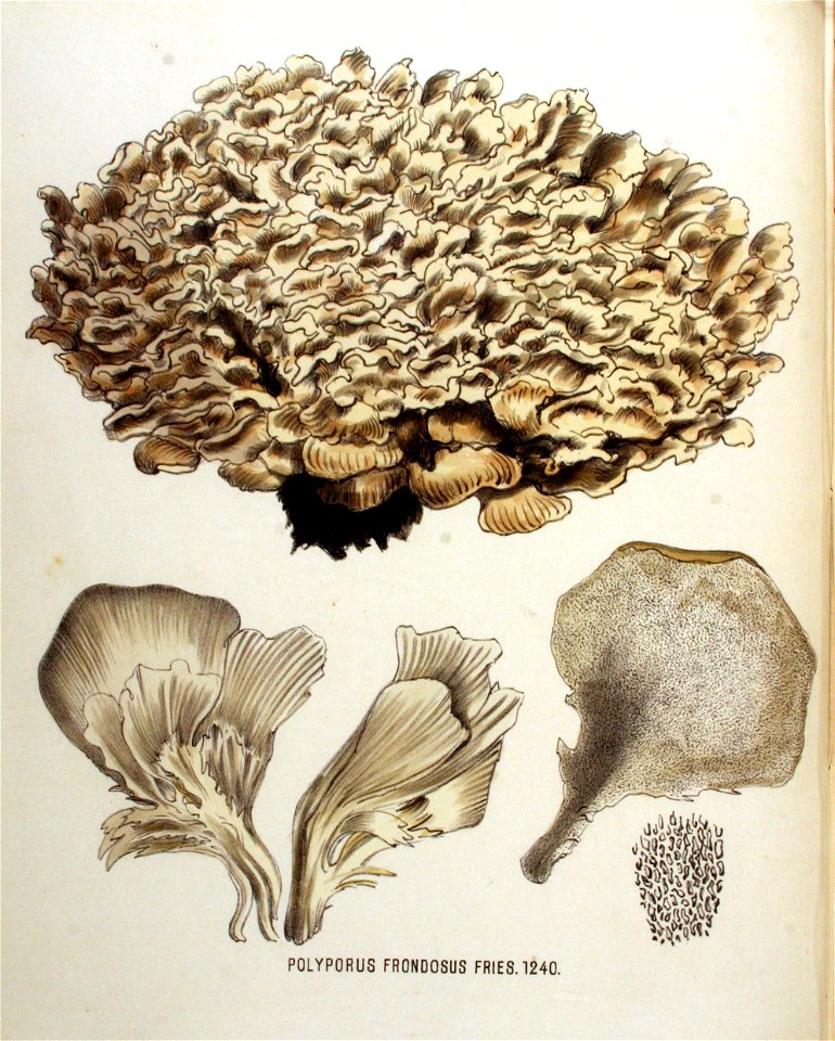 Polyporus frondosus — Flora Batava — Volume v16